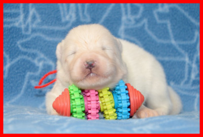 CHIOT 4