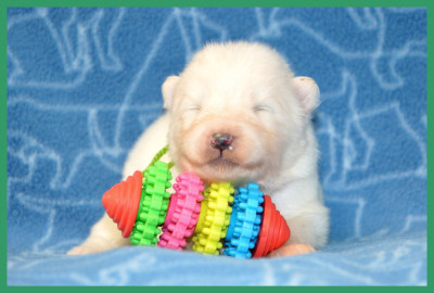 CHIOT 5