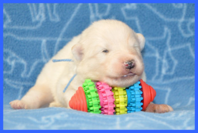 CHIOT 6