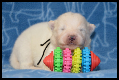 CHIOT 7