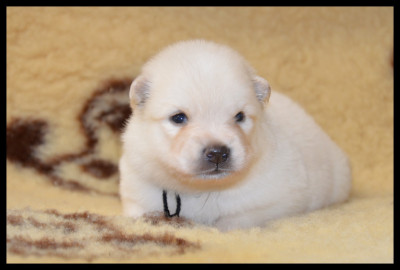 CHIOT 7