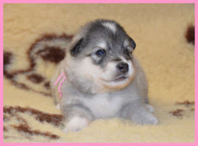CHIOT 1