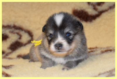 CHIOT 2