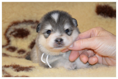 CHIOT 3