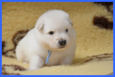 CHIOT 4