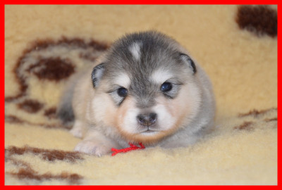 CHIOT 5