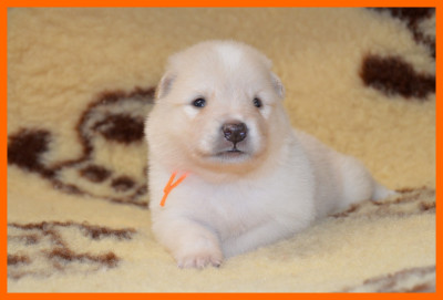 CHIOT 8