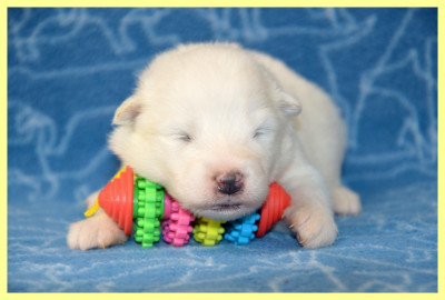 Chiot N°4