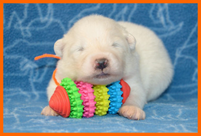 Chiot N°5