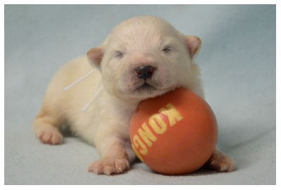 CHIOT