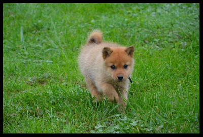 CHIOT