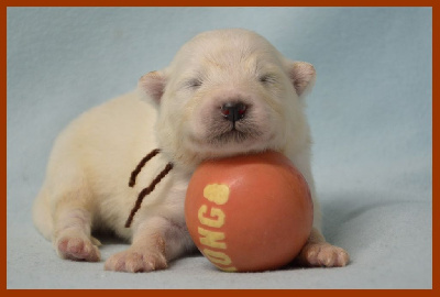 CHIOT