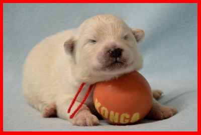 CHIOT