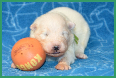 CHIOT