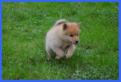 CHIOT