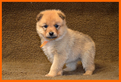 CHIOT