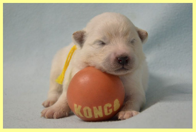 CHIOT