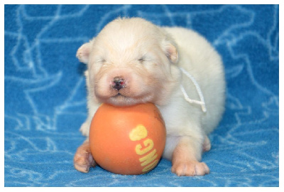 CHIOT