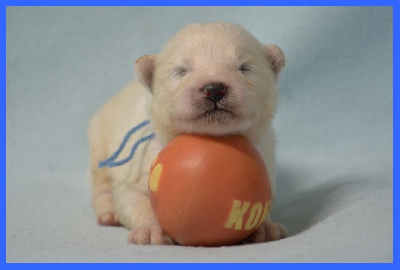 CHIOT