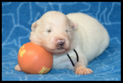CHIOT