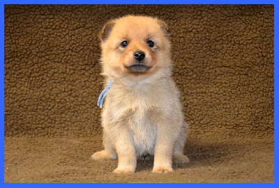 CHIOT