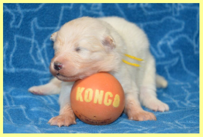 CHIOT