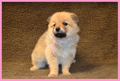 CHIOT