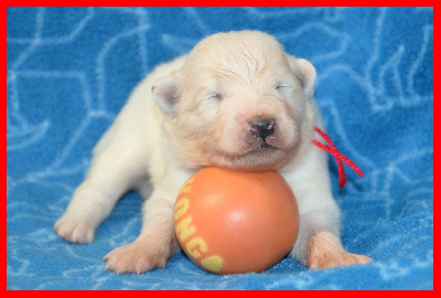 CHIOT
