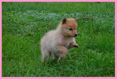 CHIOT