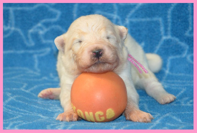 CHIOT
