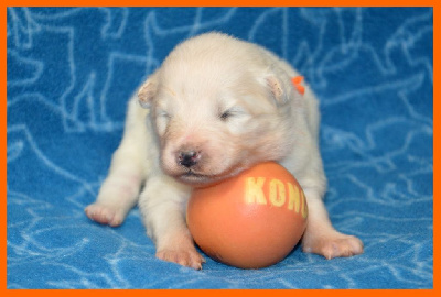 CHIOT