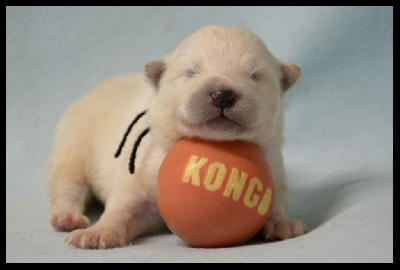 CHIOT