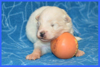 CHIOT