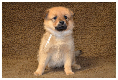 CHIOT