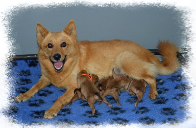 CHIOT