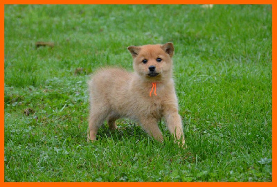 CHIOT