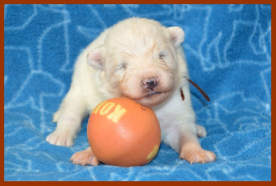 CHIOT