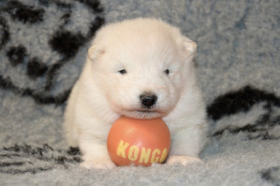CHIOT