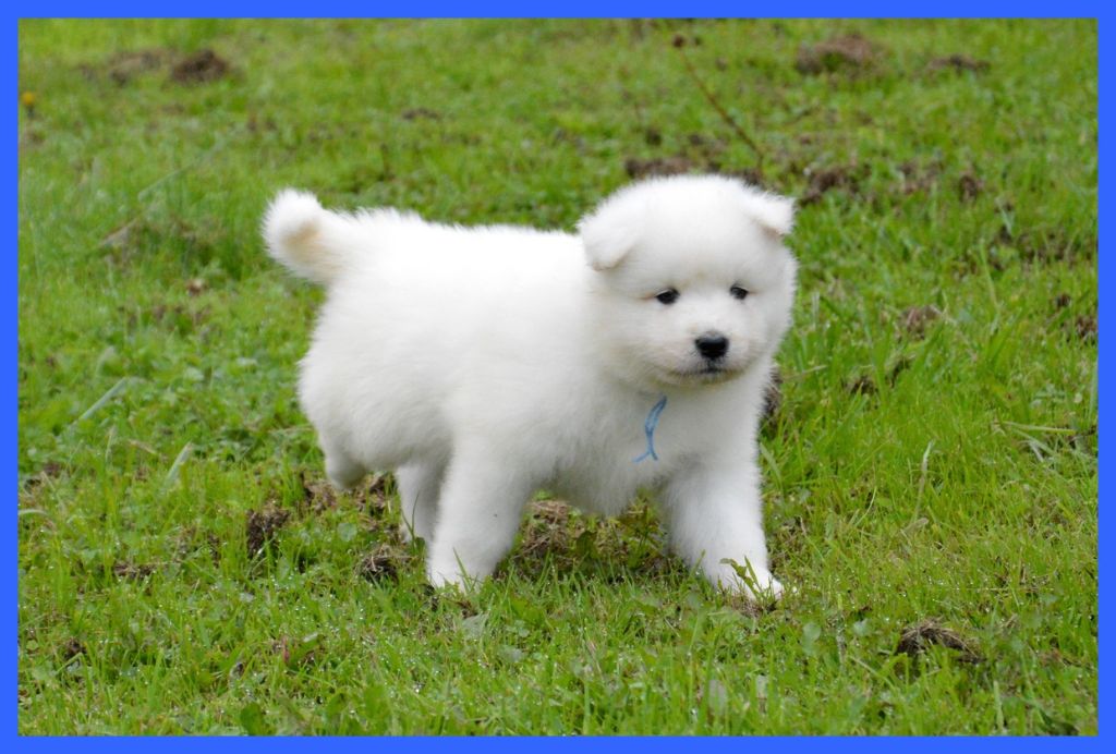 of artic cobaka - Samoyède - Portée née le 30/08/2025