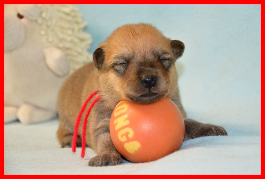 of artic cobaka - Chiots disponibles - Spitz Finlandais