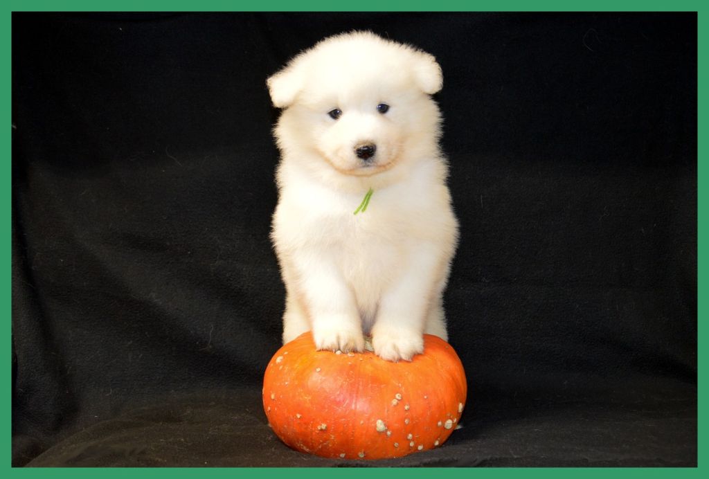 of artic cobaka - Chiots disponibles - Samoyède