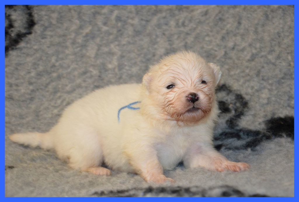 of artic cobaka - Chiots disponibles - Samoyède