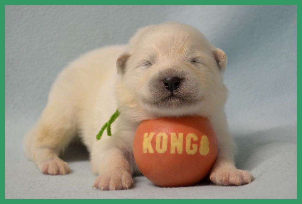 of artic cobaka - Chiots disponibles - Samoyède