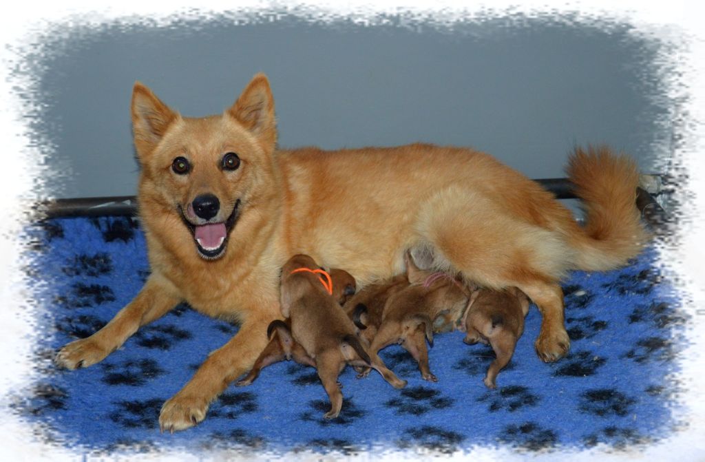 of artic cobaka - Chiots disponibles - Spitz Finlandais