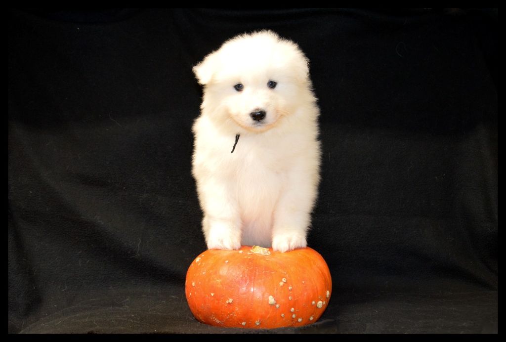 of artic cobaka - Chiots disponibles - Samoyède